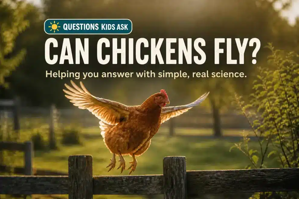Can Chickens Fly? 5 Things That Explain Their Short Flights 15 A brown hen making a short flight beneath the Questions Kids Ask series badge and the question Can Chickens Fly