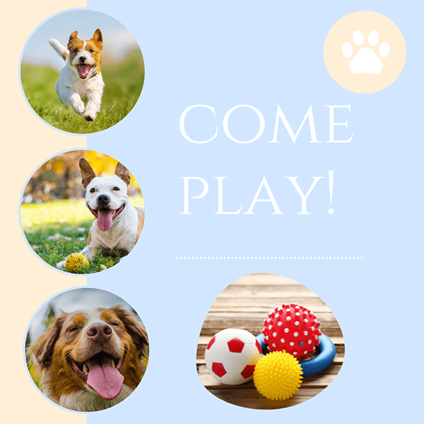 Top 10 Dog Products 15 Best Dog Toys
