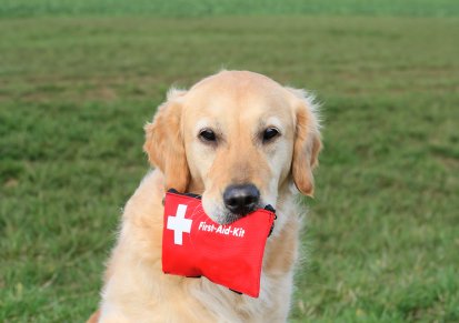 Creating a First Aid Kit for your Family 10 golden retriever carrying a first aid kit