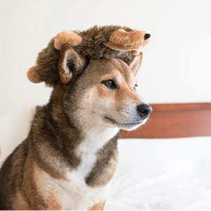 Top 10 Dog Products 17 plush-dog-toy