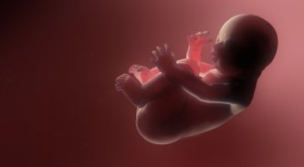 Fetal Development - The First 9 Months 8 unborn baby