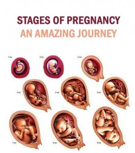 Second Trimester Pregnancy Checklist 8 pregnancy-stages